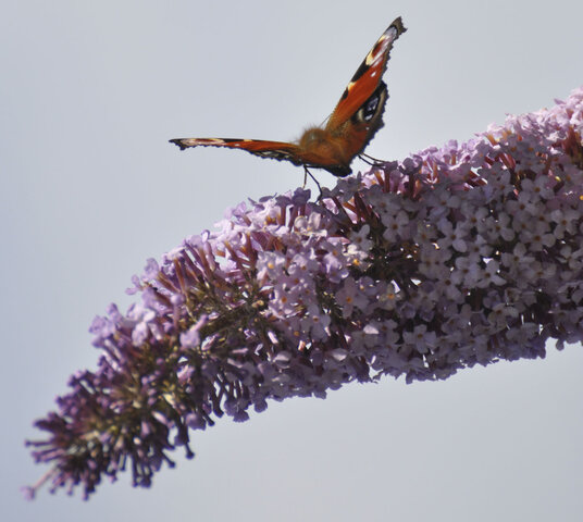 Peacock butterfly near Restormel Castle