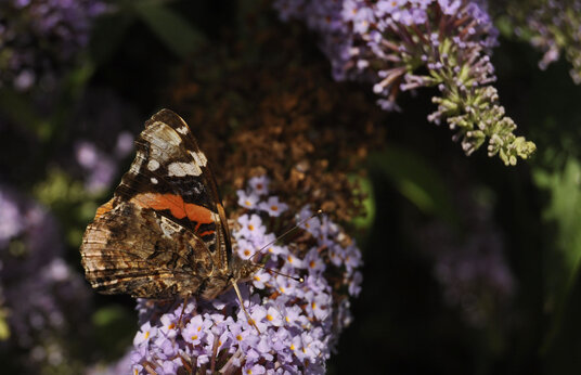 Red Admiral near Restormel Castle