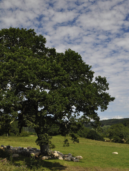 Meadow near Restormel