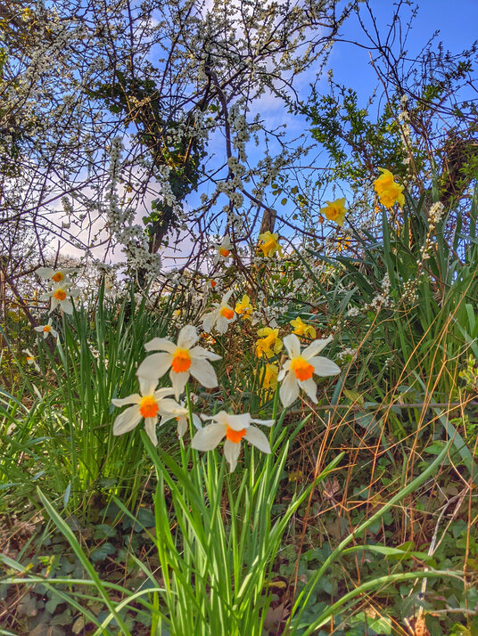 Daffodils on the path at Restronguet Creek