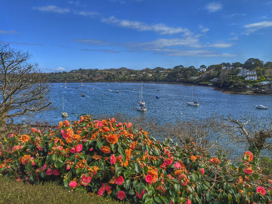 Flowers overlooking Restronguet Creek