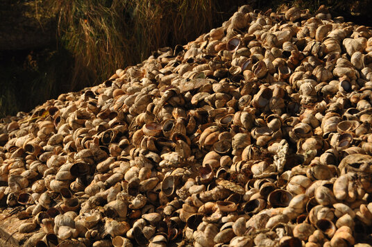 Shells at Greatwood Quay