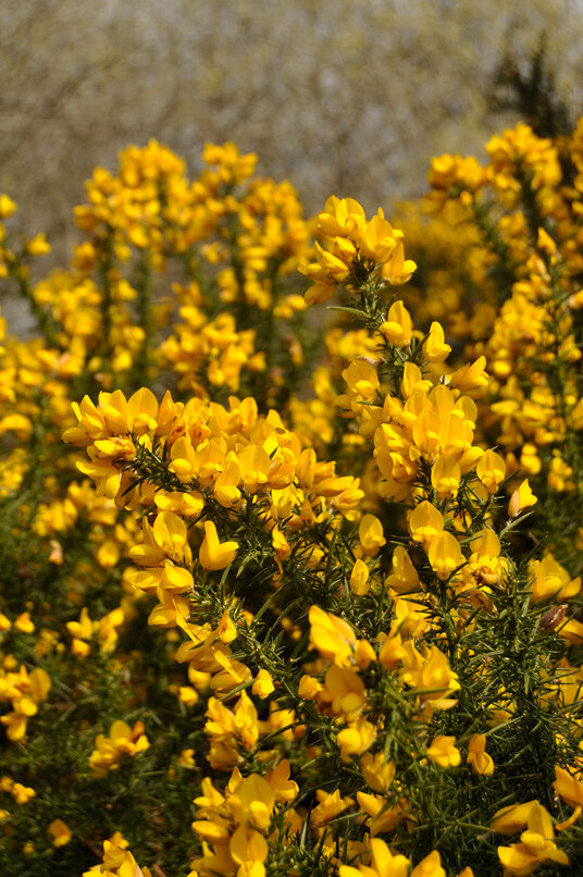 Gorse near Reterth