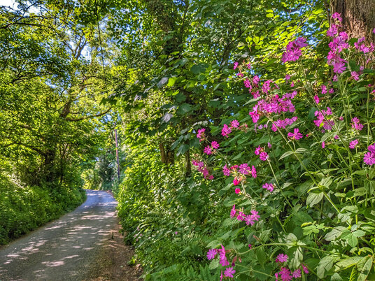 Lane through the Tremore Valley