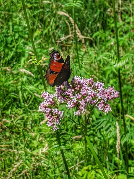 Butterfly by the River Camel