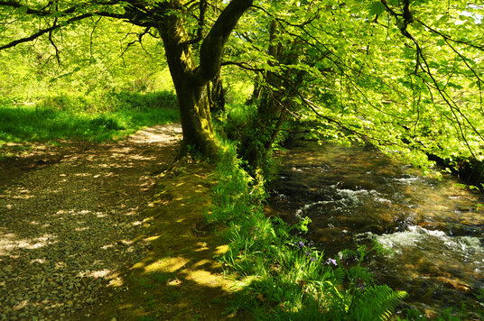 Path along the River Camel