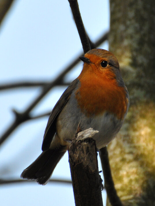 Robin at Budock Vean