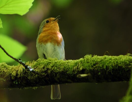 Robin at Golitha Falls