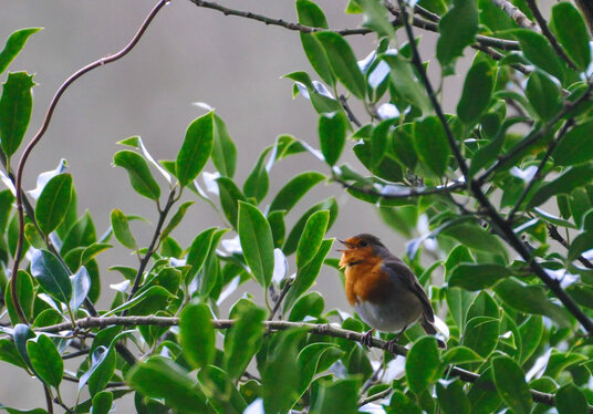 Robin in Bishop's Wood near Polbrock