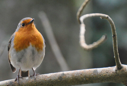 Robin on the Camel Trail
