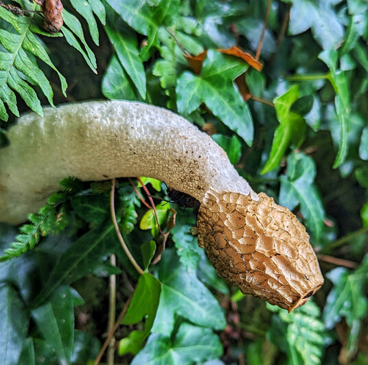 Stinkhorn