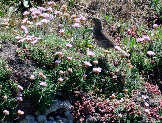Rock Pipit next to the coast path at Bedruthan Steps