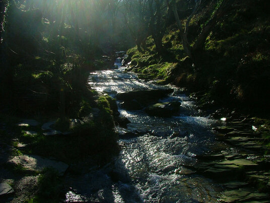 Woodland at Rocky Valley