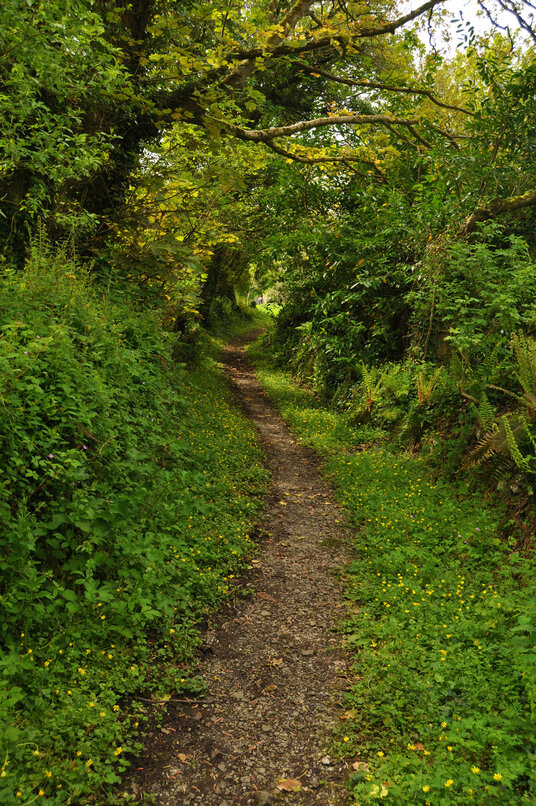 Footpath to Rose