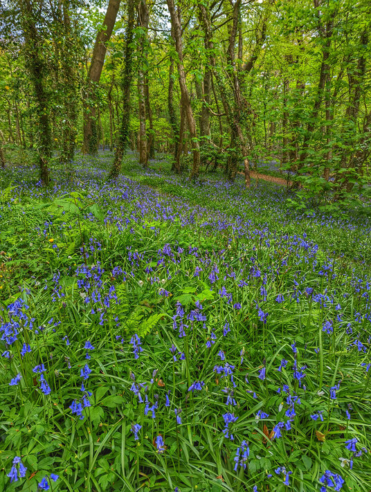 Rosecraddoc Woods