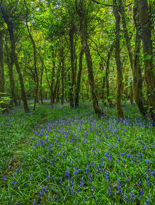 Rosecraddoc Woods