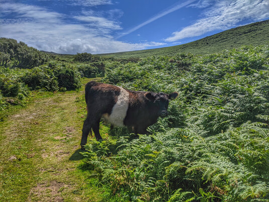 Cow near Rosemergy