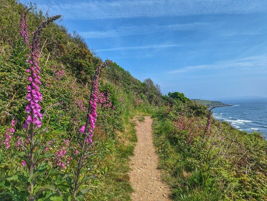 Foxgloves on the coast path