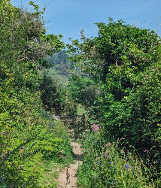 Coast path at Rosemullion Head