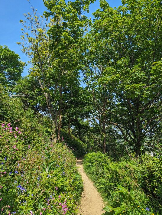 Rosemullion Head coast path