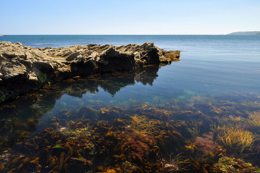 Underwater flora at Rosemullion Head