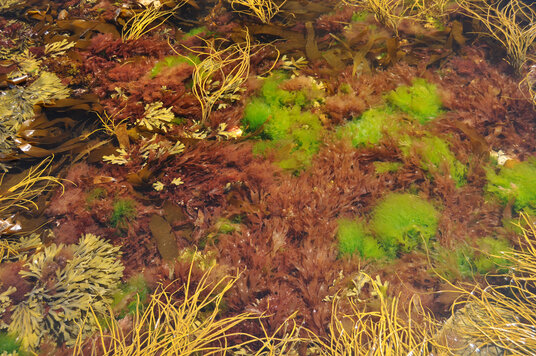 Seaweed on Rosemullion Head