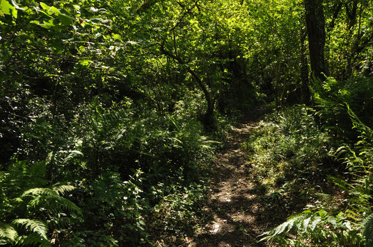 Woodland at Rosenannon