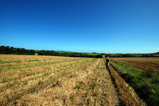 Field near Roserrow