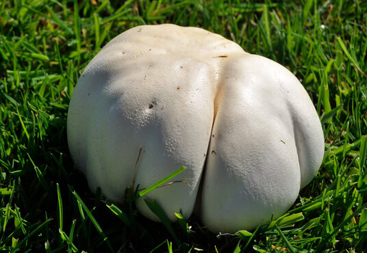 Puffball on Roserrow golf course