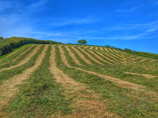 Fields near Rosewater
