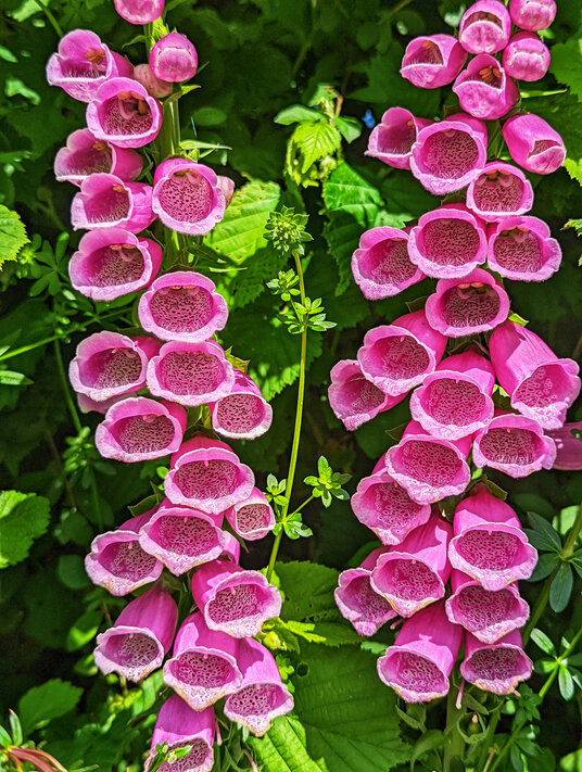 Foxgloves at Rosewater