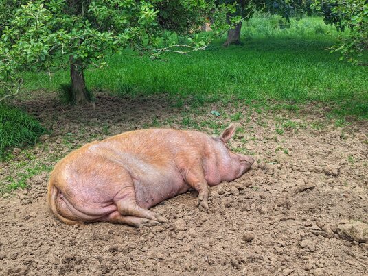 A pig at Roskilly's Farm