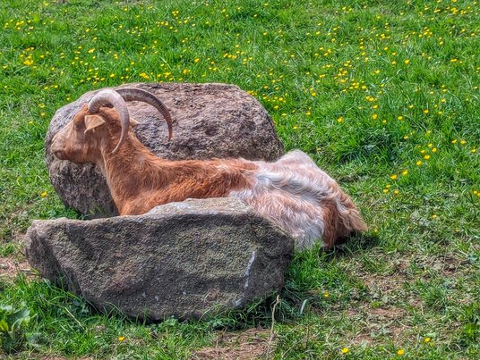 A goat at Roskilly's Farm
