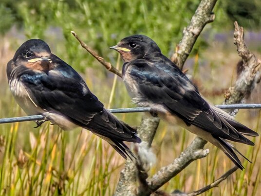 Swallows at Roskorwell