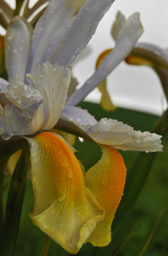 Iris flowers on the bridleway through the Rosteague Estate