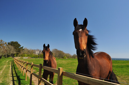 Horses on the Rosteague Estate