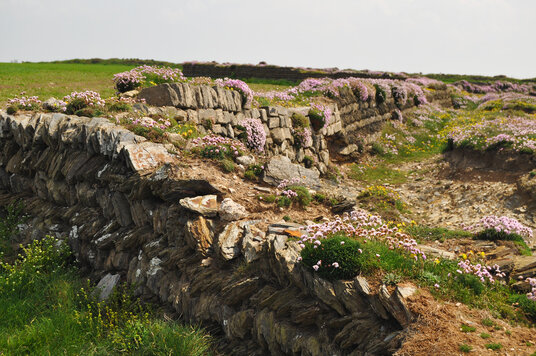 Drystone wall at Rowan Cove