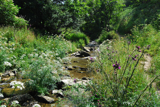 Stream at Rocky Valley
