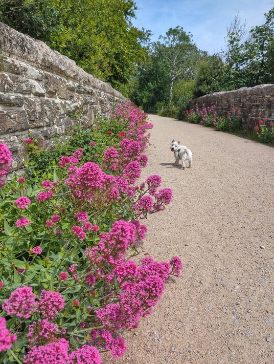Valerian on the Saints Trail