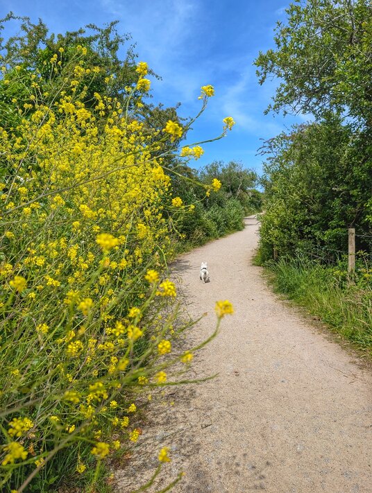 Wild flowers on the Saints Trail