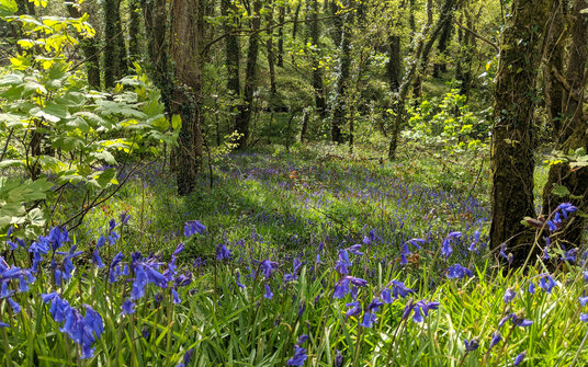 Bluebells near Sancreed