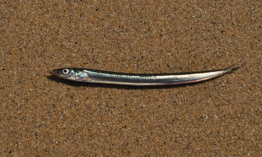 Sandeel beached by a receding wave at Porth Kidney Sands