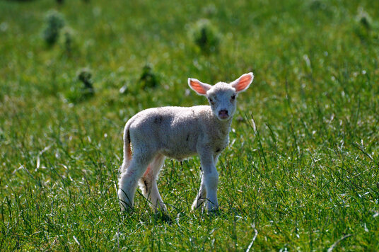 Newborn lamb near Sandymouth