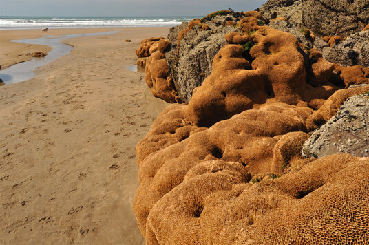 Honeycomb worm reef at Sandymouth