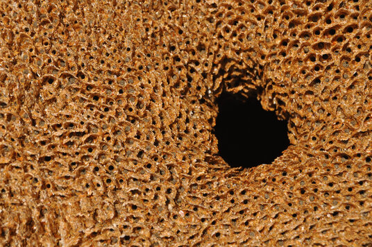 Honeycomb worm reef at Sandymouth