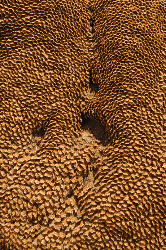 Honeycomb worm reef at Sandymouth