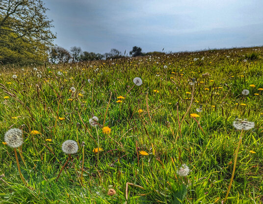 Fields near Scott's Quay