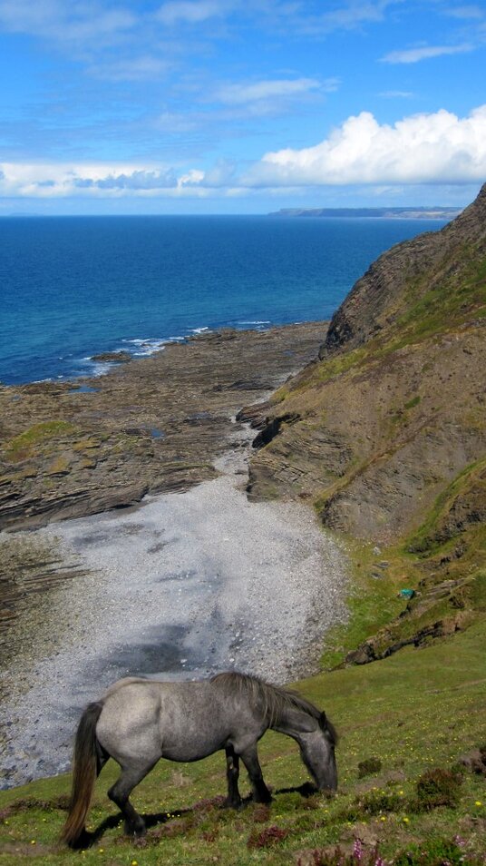 Horse grazing near Scrade beach