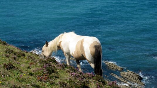 Horse grazing on the side of Scrade valley