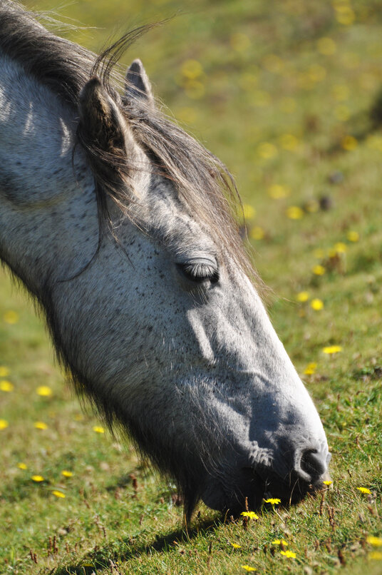 Horse grazing at Scrade Beach
